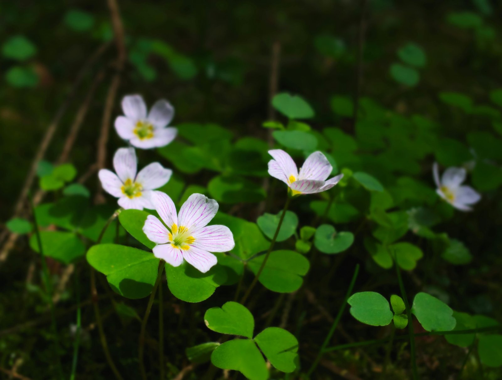 Illustration showcasing red clover flowers against a green background