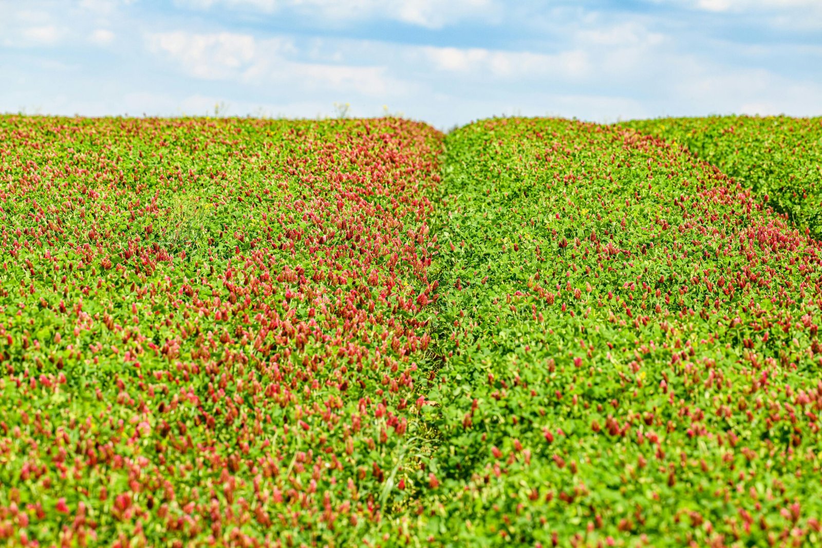 A field filled with vibrant red clover flowers during sunrise.