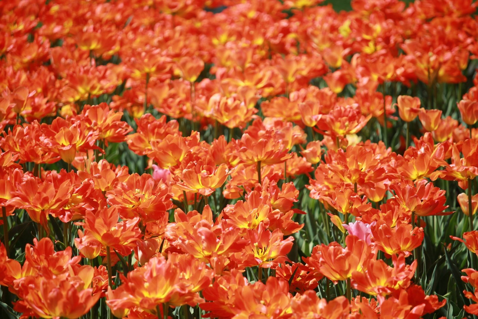 A field of red clover flowers swaying gently in the wind.