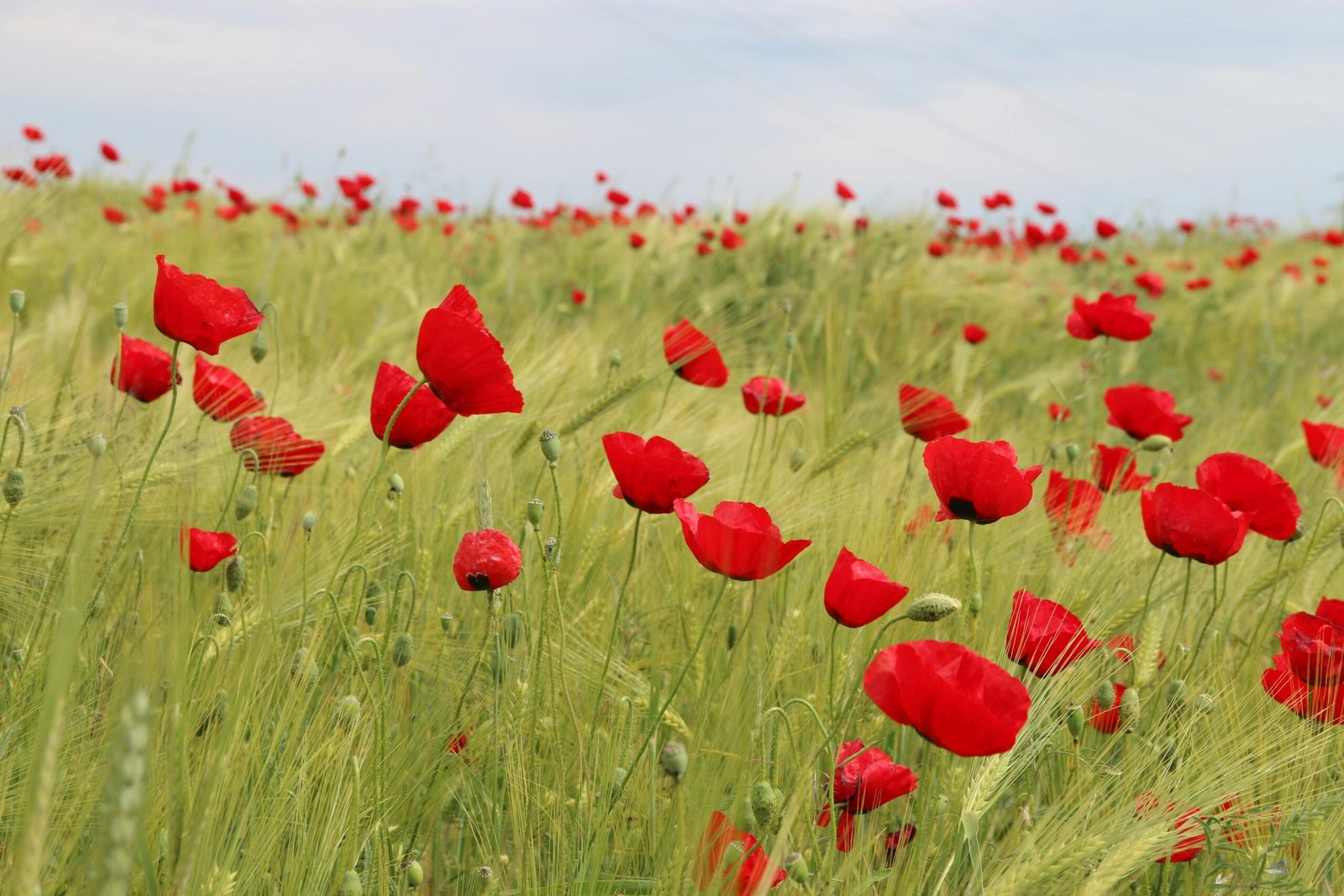 Close-up image of red clover flowers blooming in a field