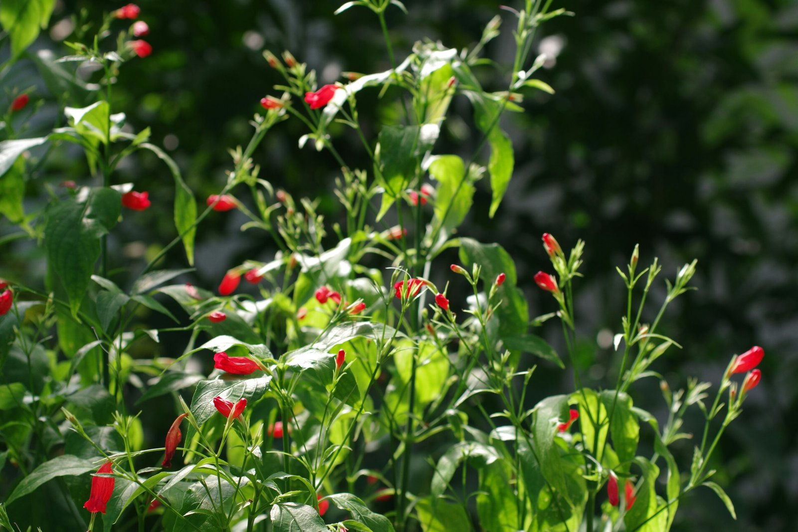 Comparison chart showcasing antioxidants in red clover vs other herbs