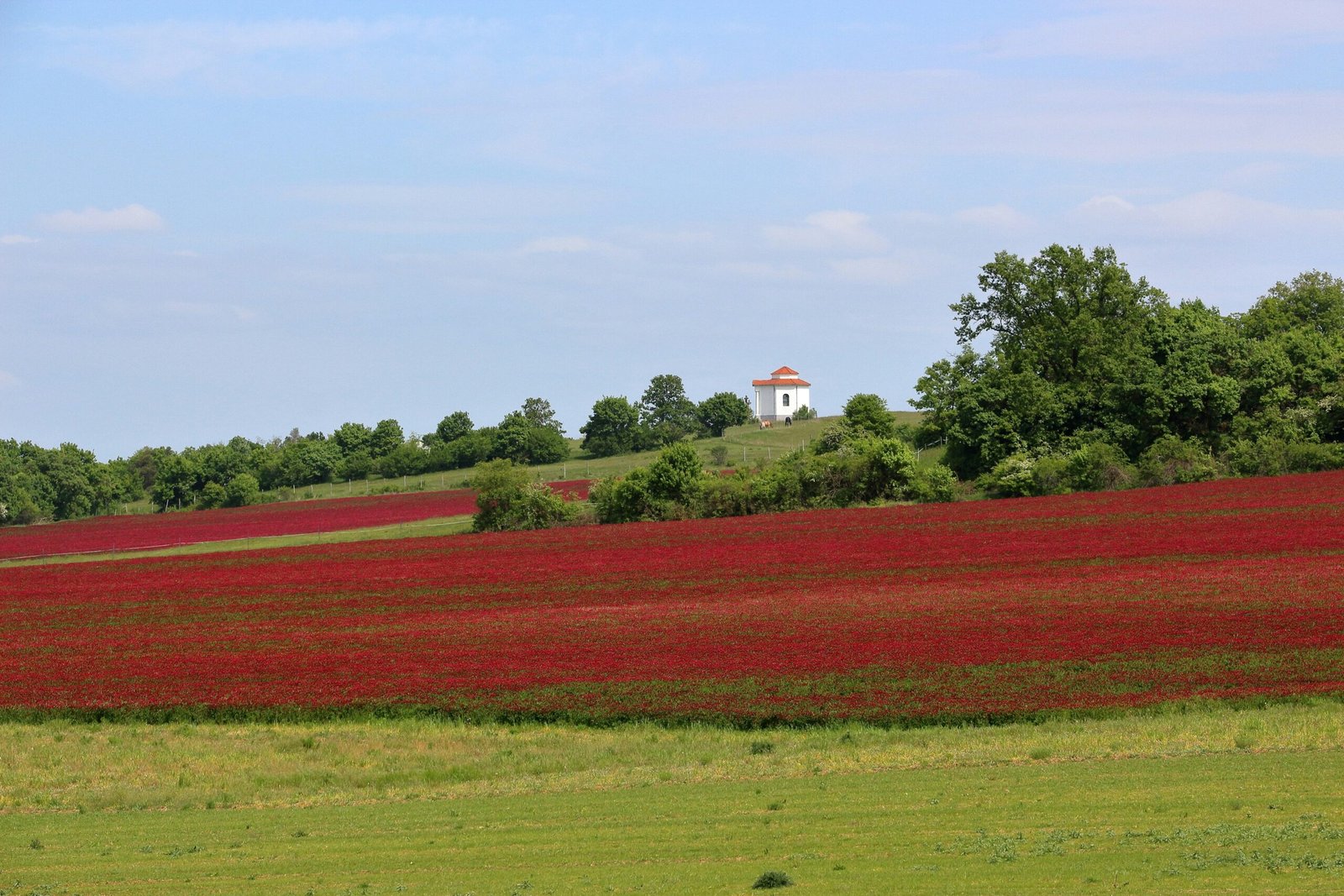 Illustration of red clover flowers in a field
