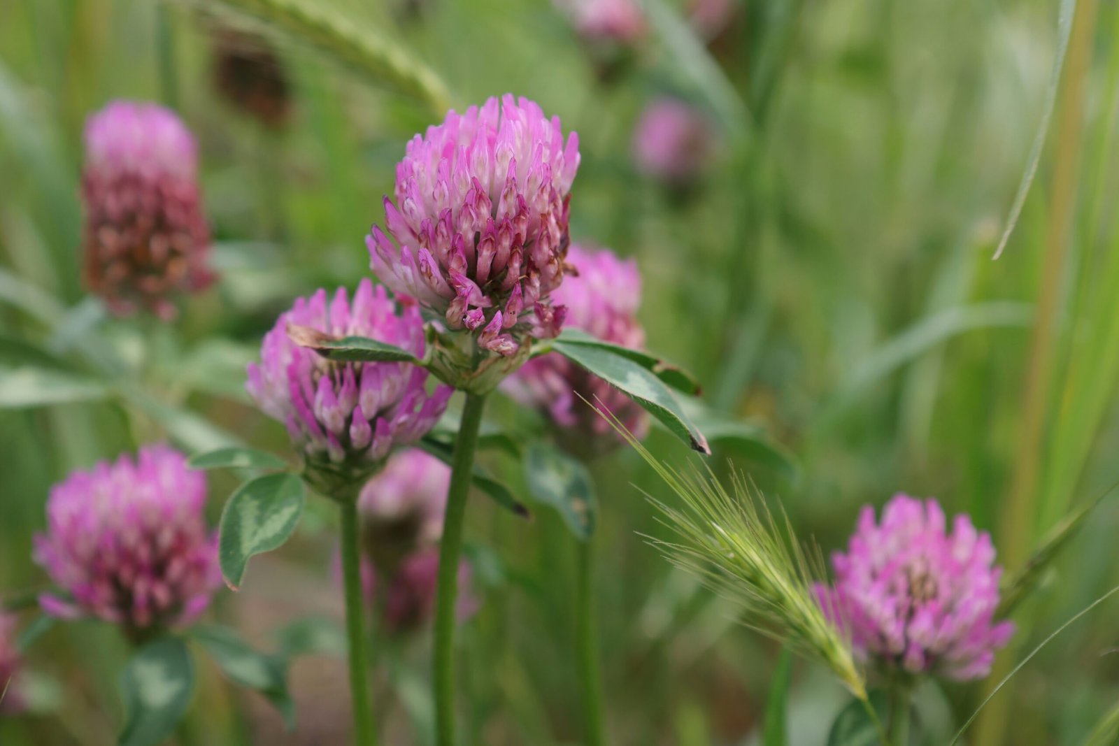 Flowchart explaining how red clover supports gut health