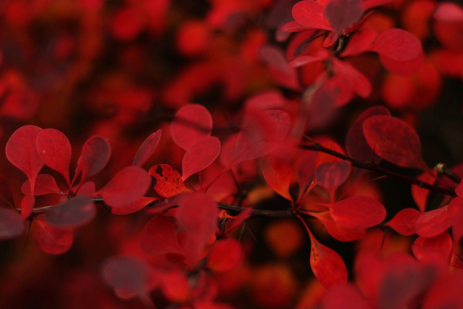 Beautiful red clover flowers closeup