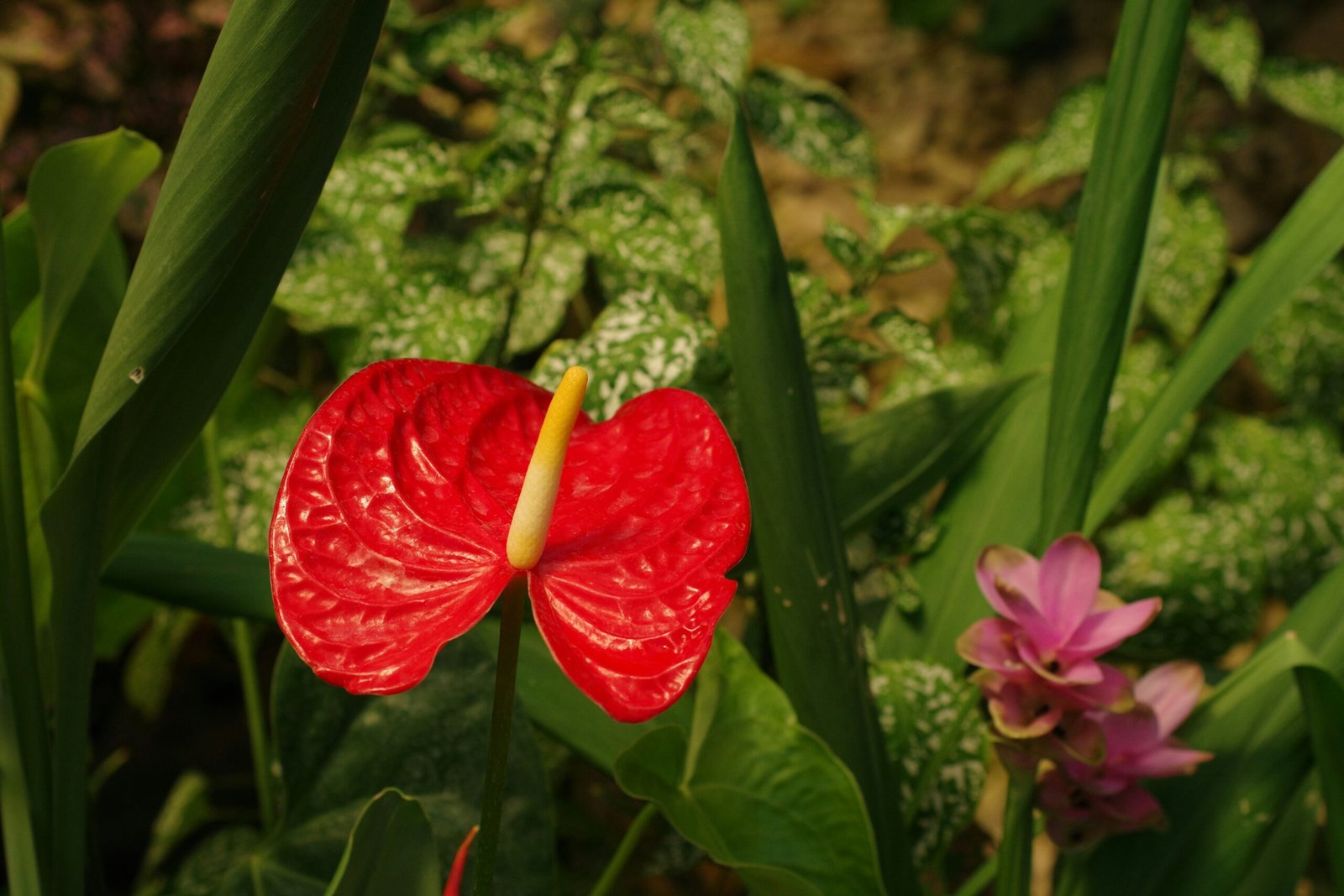 Before-and-after photo showcasing visible physical improvements after using red clover