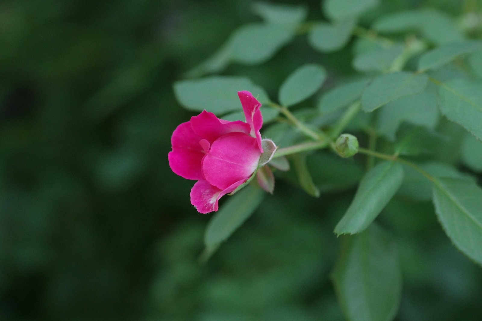 Close-up shot of vibrant red clover flowers in a field