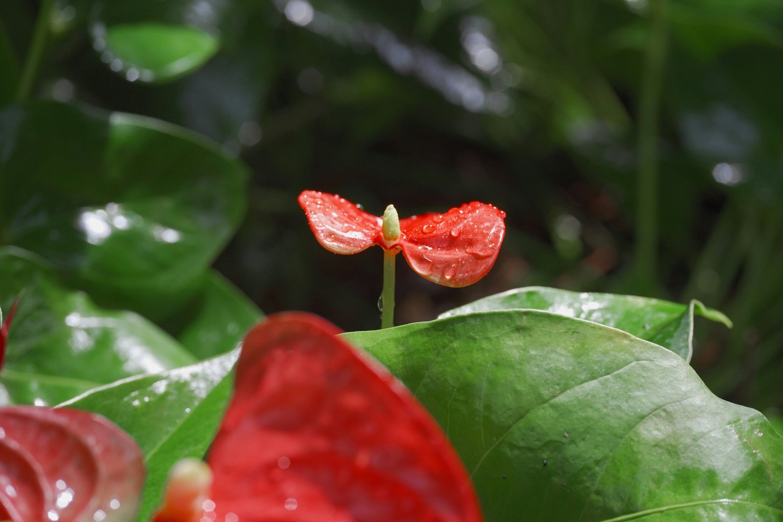 Image of vibrant purple-red clover flowers blooming in a meadow.