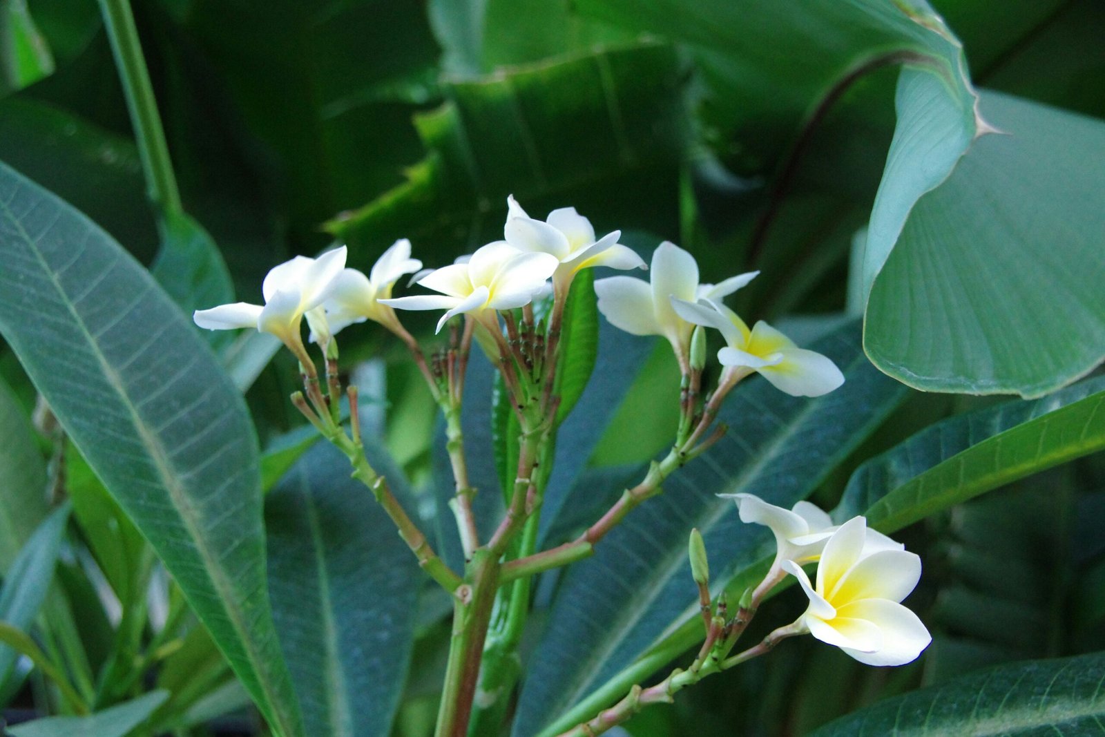 Red Clover Estrogen Support: The Natural Solution to Hormonal Balance