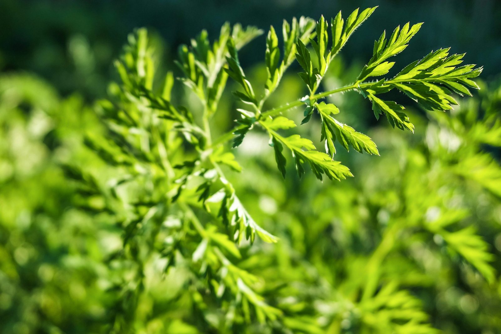 Steaming cup of red clover tea with dried petals floating inside