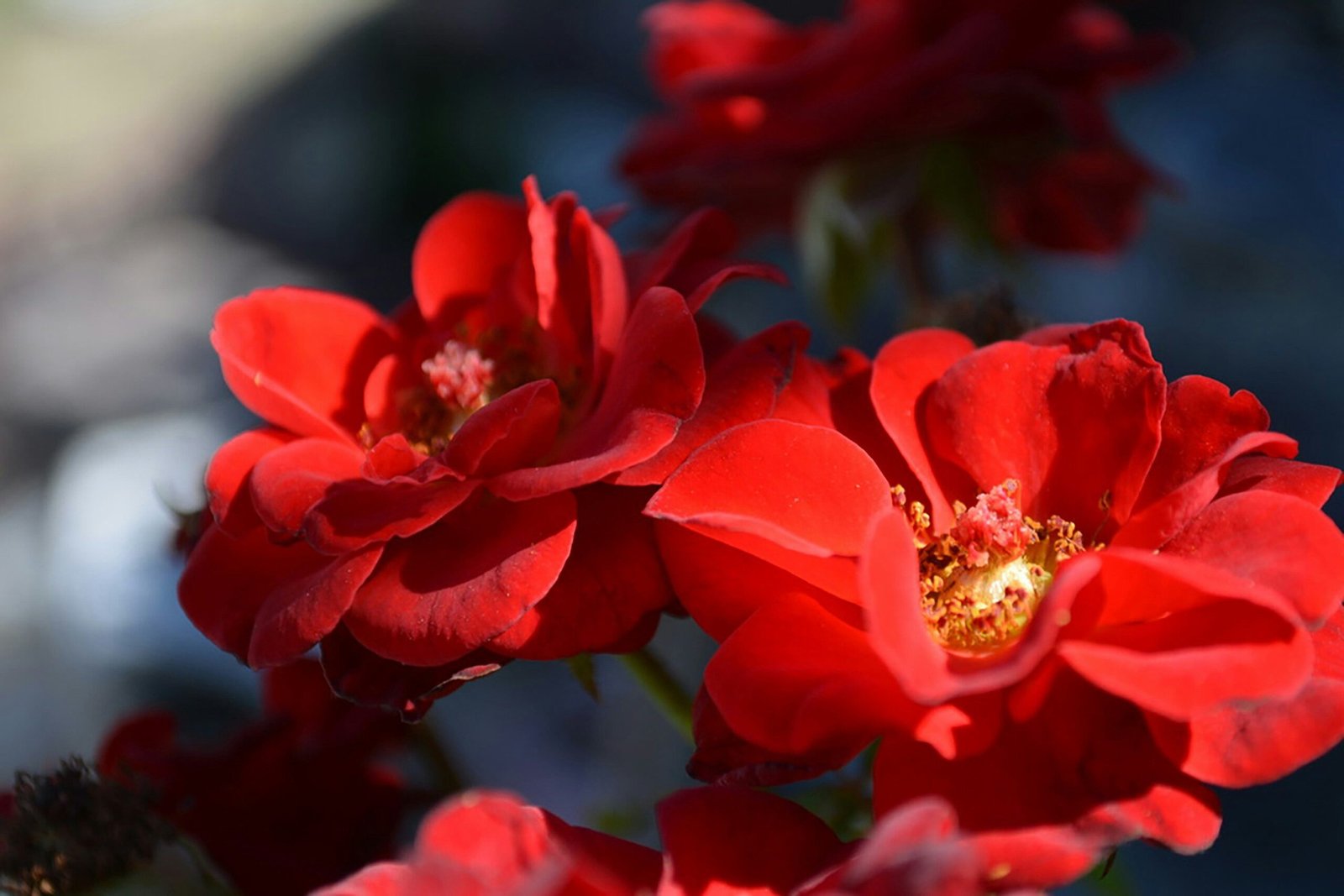 Unlocking Red Clover Phytoestrogen for Weight Loss & Health: Your Secret Weapon?