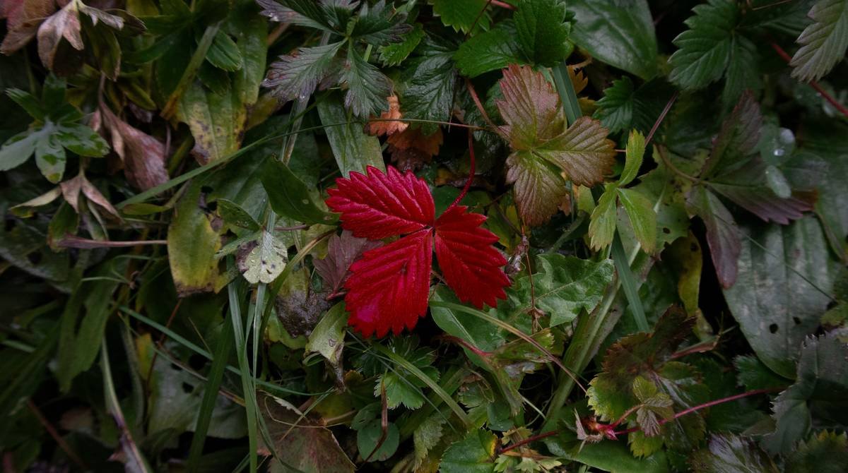Close-up of red clover flower on green field