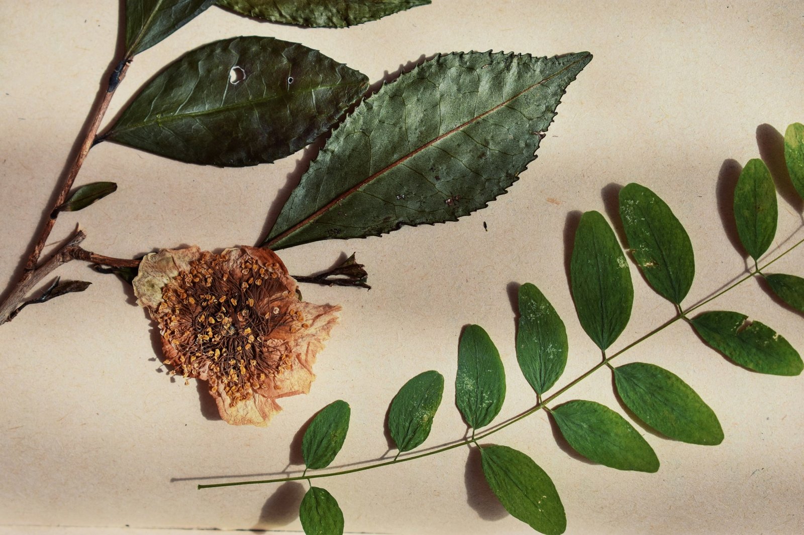 Estrogen Balance Red Clover: The Natural Path to Hormonal Harmony