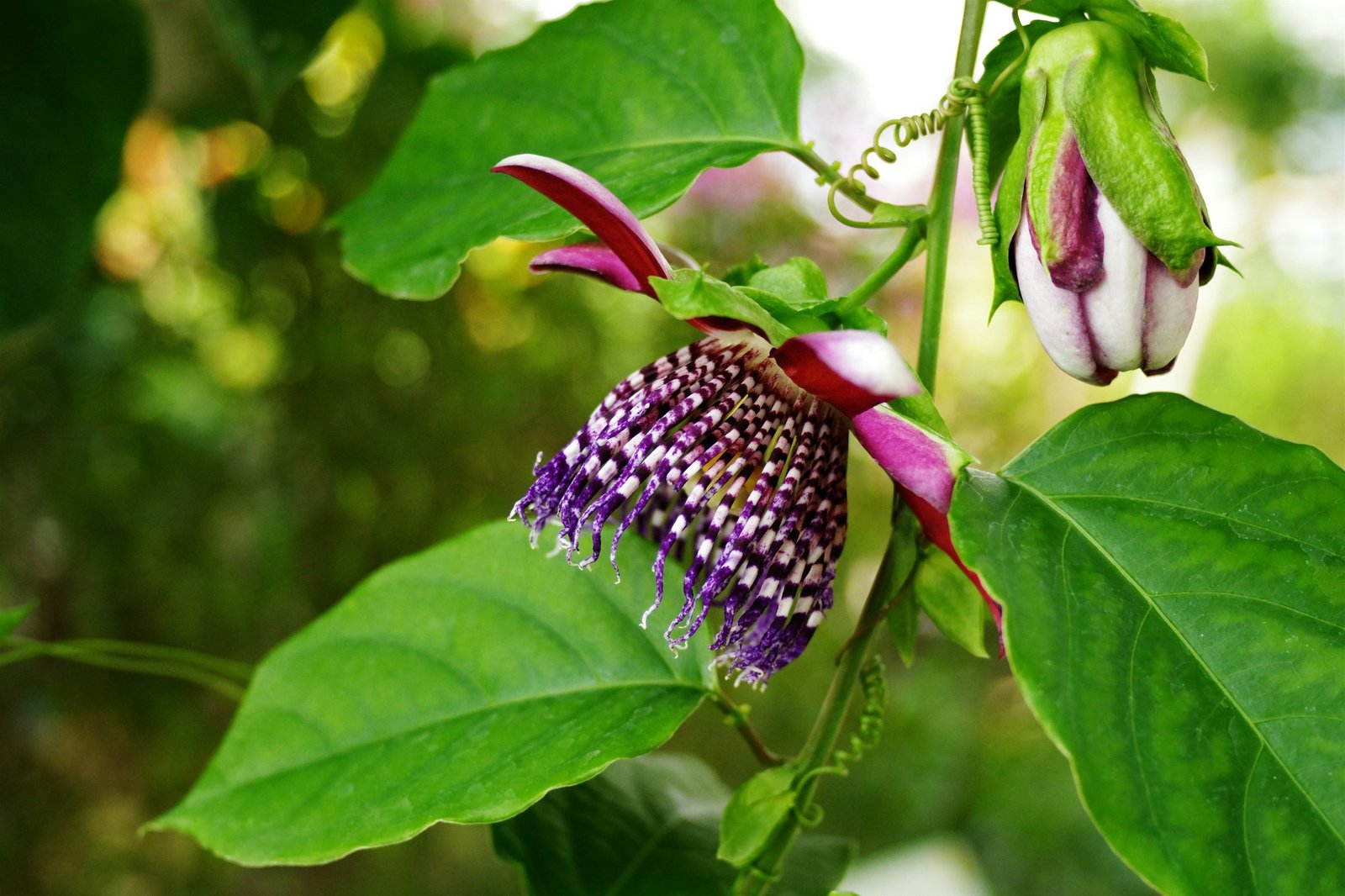 Infographic showing common signs of hormonal imbalance