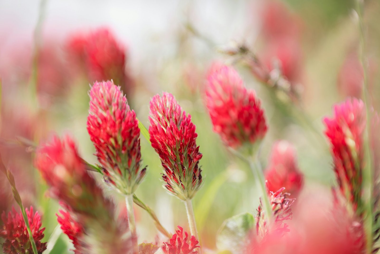 Red Clover for Natural Hormone Relief: Your Weight Loss and Health Ally