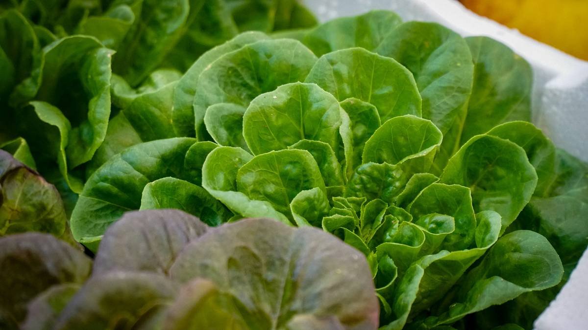 A woman struggling while trying multiple diets