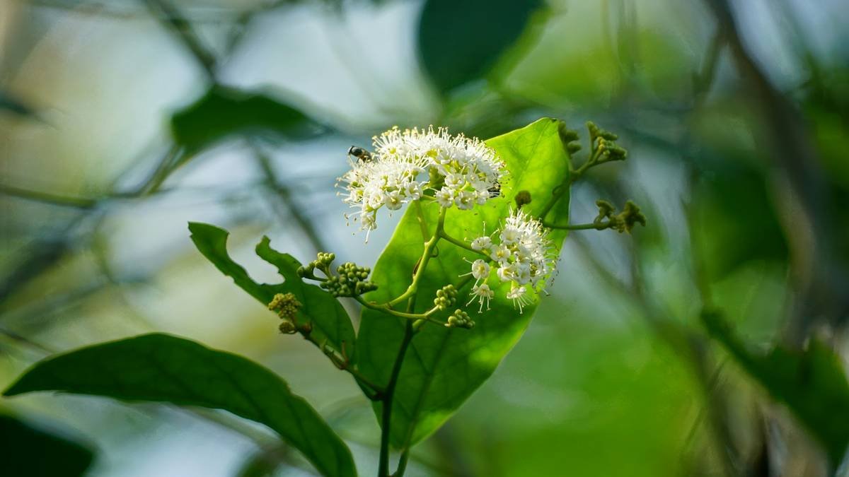 Close-up image of red clover flowers growing in a garden