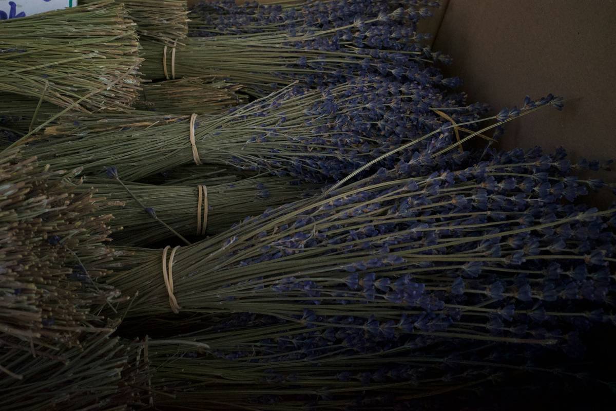 Field of blooming red clover flowers