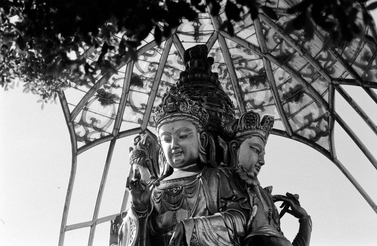 Illustration of question marks around a jar labeled 'Red Clover'