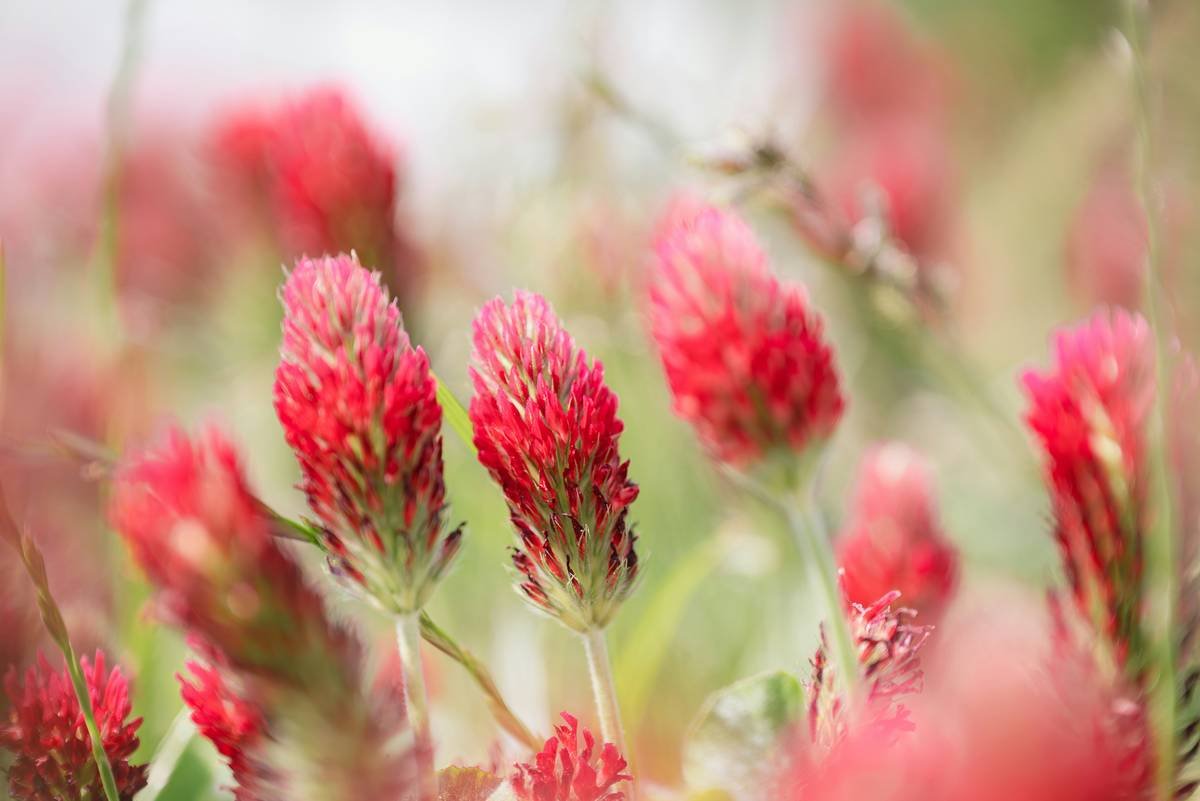 Red Clover Hot Flush Cure: The Ultimate Guide to Natural Menopause Relief