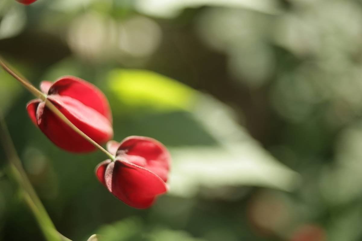 Unlock Weight Loss Potential: Is Red Clover Isoflavone Supplement the Secret?