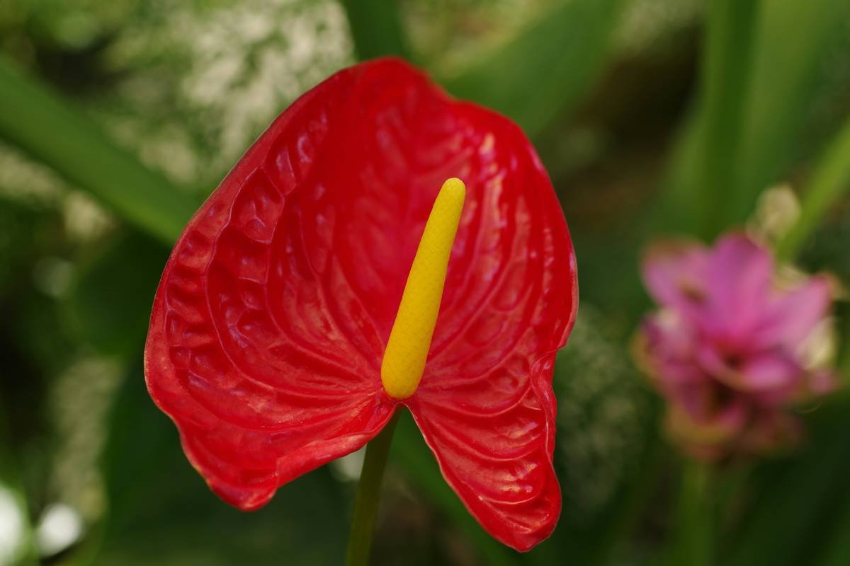 Unlocking Phytoestrogen Hormone Health: Can Red Clover Be Your Weight Loss Ally?