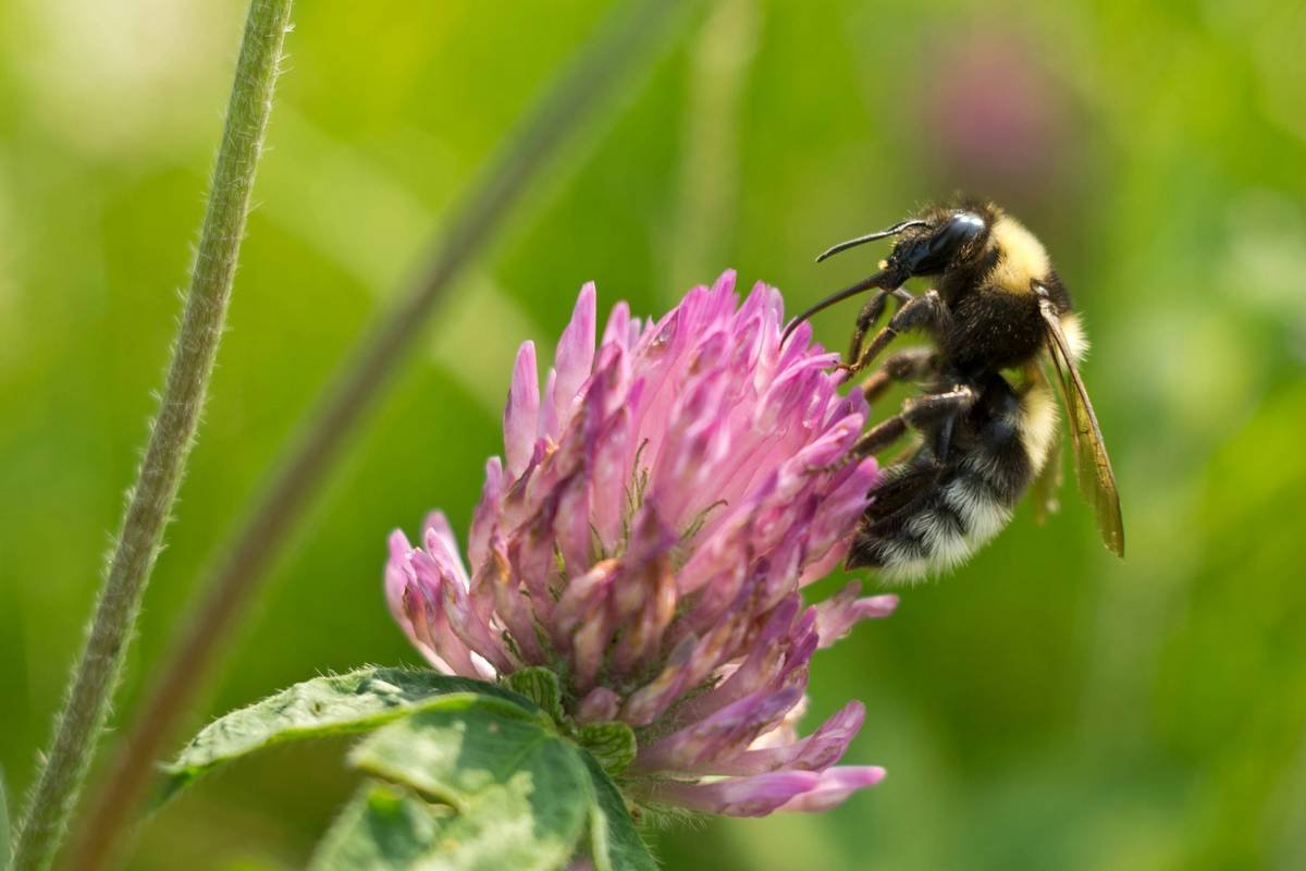 A field of blooming red clover plants