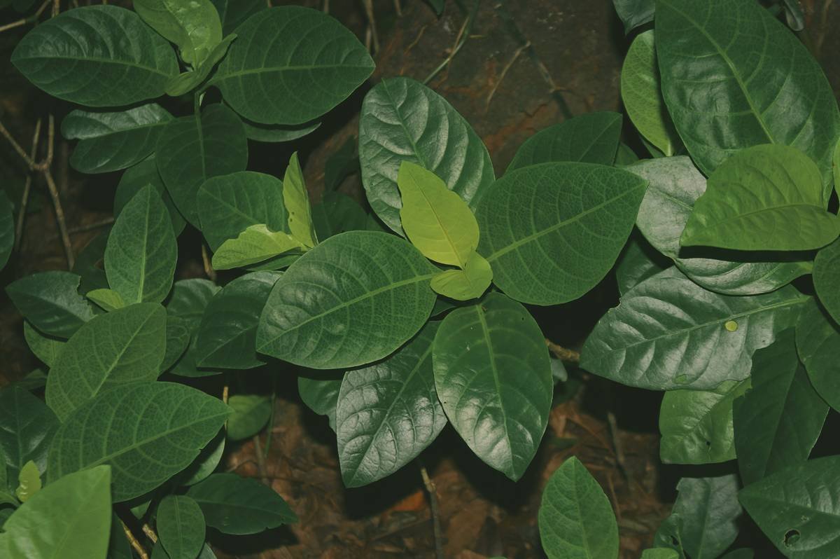 Before-and-after photos showing weight loss transformation