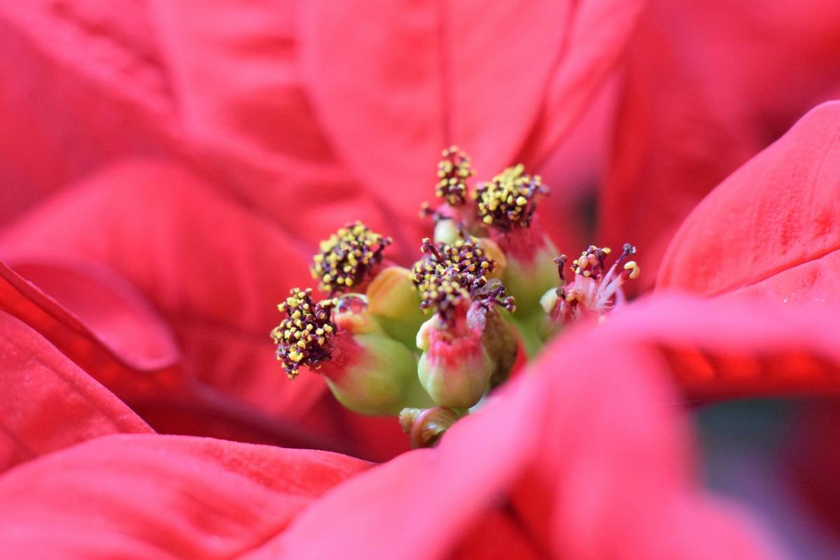 Graph depicting improvement in menopause symptoms after using red clover
