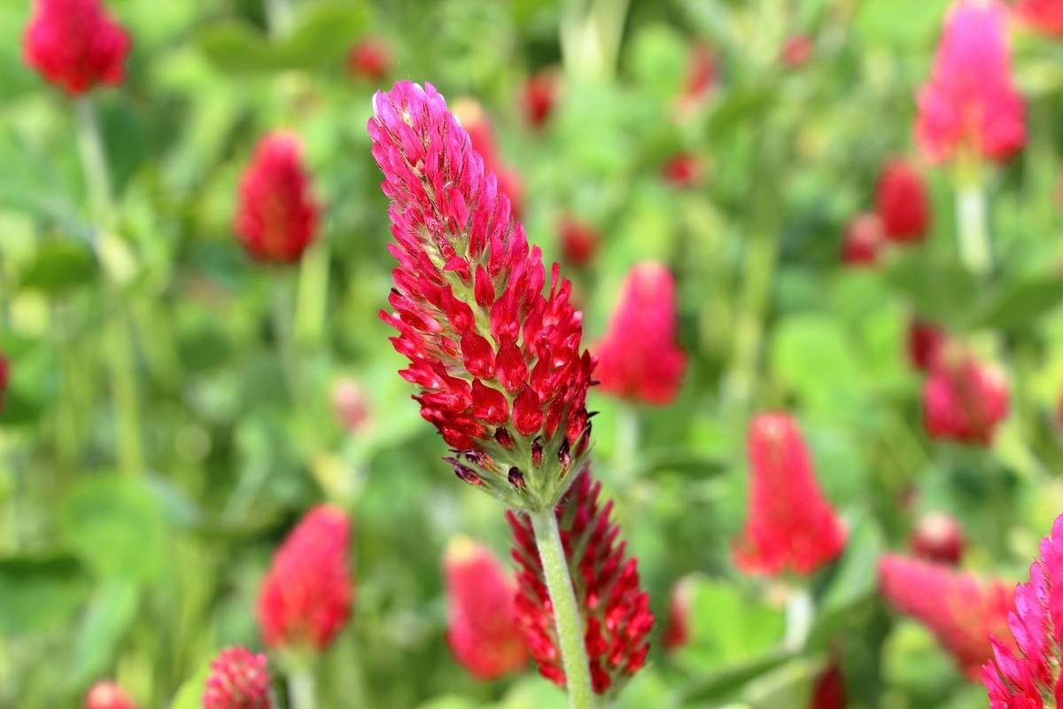 Unlocking the Power of Red Clover Plant Estrogen Aid for Weight Loss & Health