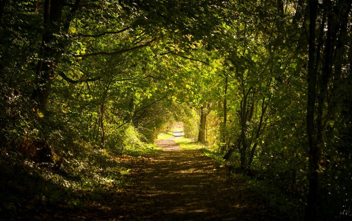 Red Clover Estrogen Therapy: Unlocking Natural Weight Loss Solutions