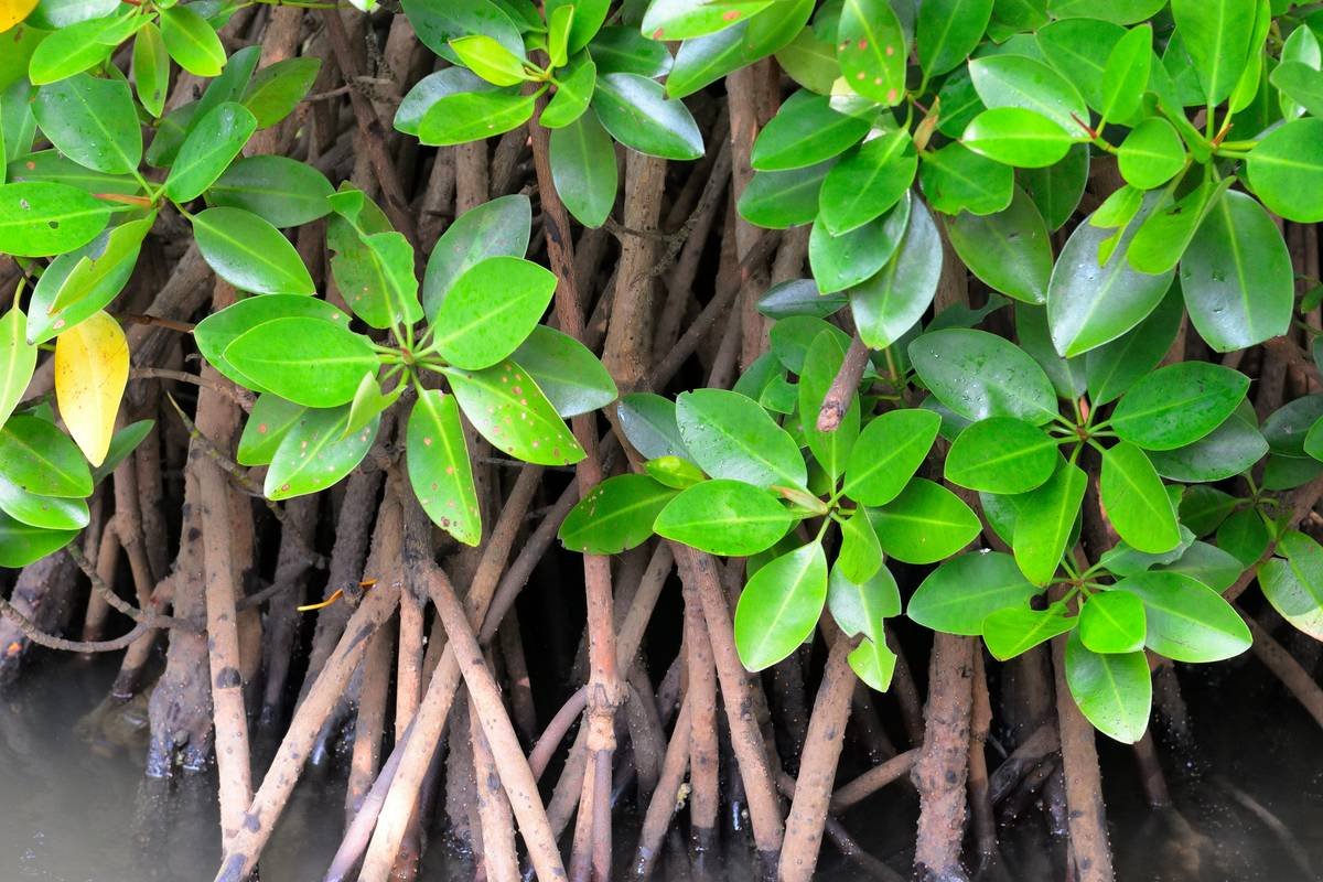 A close-up photo of vibrant red clover flowers against green foliage