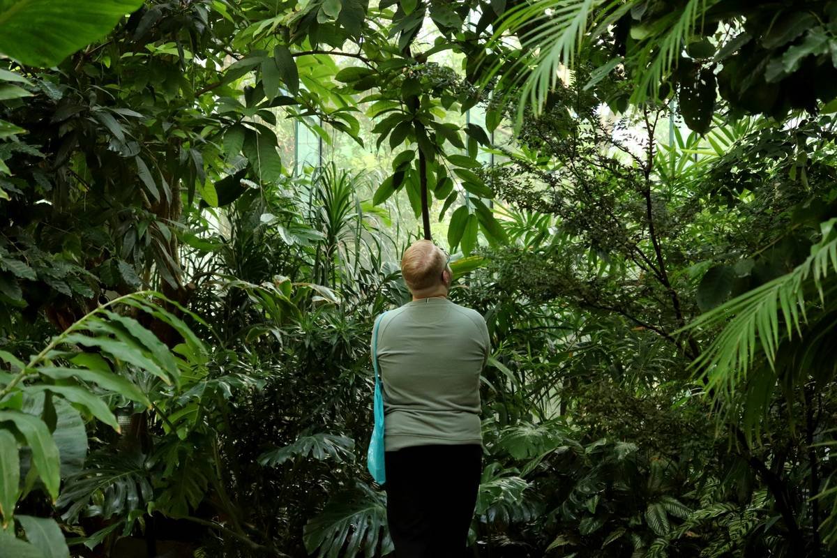 Close-up image of vibrant red clover flowers against green foliage