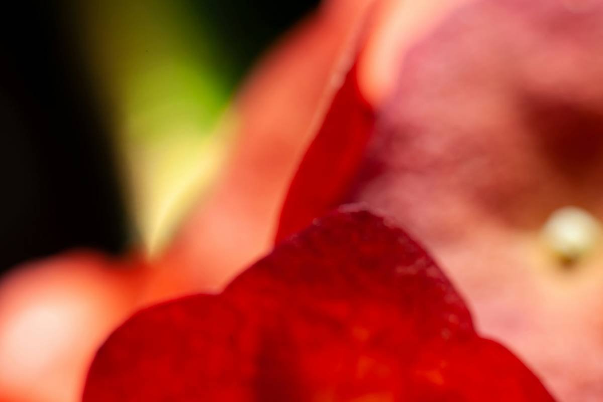 Close-up photo of red clover flowers