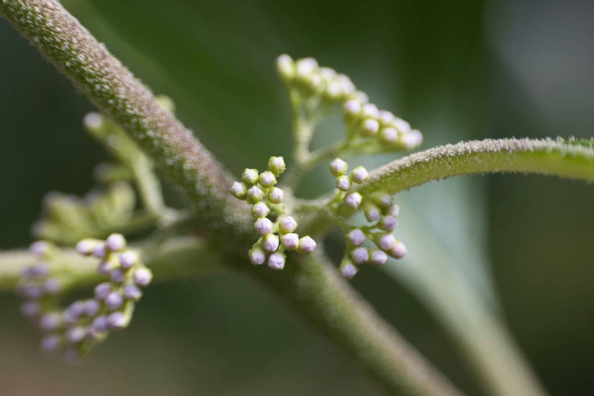 Fresh red clover flowers in sunlight