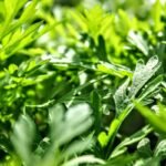 Phytoestrogen Women Health: Unlocking the Power of Red Clover for Weight Loss & Wellness